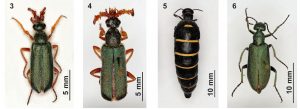 prieto_et_al_figs_3-6_habitus_of_cerocoma_schaefferi_cerocoma_schreberi_berberomeloe_majalis_lagorina_sericea